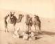 HELIOGRAVURE : TROIS CHAAMBA ET LEUR MONTURE . PHOTO BOUGAULT . - Afrika