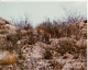 Photo - Afrique Du Sud - Botswana - Kalahari Gemsbok Nat. Park 1974 - Panthera Pardus - Léopard - Afrique