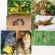 TELECARTES   SINGAPOUR  5$ 10$ 20$  Oiseau,Papillon,Chat,Insecte,Biche  Bird,Butterfly,Cat,Insect ,Doe       (lot De 7) - Singapour