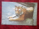 Bengal Tiger - Panthera Tigris Tigris - Riga Zoo - Animals - 1980 - Latvia USSR - Unused - Tiger