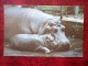 Hippopotamus - Riga Zoo - Animals - 1980 - Latvia USSR - Unused - Hippopotamuses