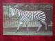 Grant's Zebra - Equus Quagga Boehmi - Riga Zoo - Animals - 1980 - Latvia USSR - Unused - Zebras