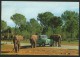AUT & FOTO SAFARI RUHE Mallorca Elefente Con Coche Elephants With Car Sessalines Baleares - Éléphants