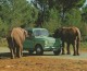 AUT & FOTO SAFARI RUHE Mallorca Elefente Con Coche Elephants With Car Sessalines Baleares - Éléphants