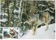 Poland 1990 Gray Wolf Dog Dogs Fauna Canceled In Zakopane Animal - Maximum Cards