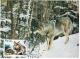 Poland Polska 1988 Gray Wolf Dog Dogs Fauna Canceled In Bialystok Animal - Tarjetas Máxima