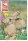 Macau Macao 1987 Fauna Rabbit Hare Animal Mammal - Rabbits