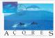 Portugal 1998 Fauna Dolphin Dolphins Animal Fish Fishes Marine Mamal Life - Dolphins
