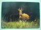 Malawi 1993 Post Card To England - Bird - Antelope - Bushbuck - Sent To BBC Television - Malawi (1964-...)