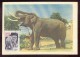 CARTE MAXIMUM CM Card  Mail Used USSR RUSSIA Fauna Elephant  Animal - Maximum Cards