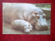 Hippopotamus - Riga Zoo - 1980 - Latvia USSR - Unused - Flusspferde