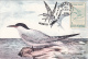 BIRDS, SEAGULLS, CM, MAXICARD, CARTES MAXIMUM, 1993, ROMANIA - Mouettes