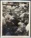 Japan ± 1935, Photo Of Trees In The Winter - Voorwerpen