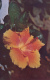 Hawaii  (HV) Hibiscus-Flower, - Big Island Of Hawaii