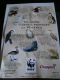 FEVE BRILLANTE -  LES OISEAUX PROTEGES DES RIVIERES -  BUTOR ETOILE - WWF - Animaux