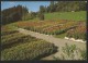 WALDHAUS LÜTZELFLÜH Dahlien- Und Fuchsienschau Pflanzenraritäten Kinderspielplatz Riggisberg 1997 - Lützelflüh