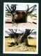 TOGO - Baobab De Bitchienga - Tone Postcard Used To The UK As Scans - Togo