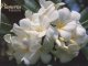 (876) Guam - Flowers Plumeria & Hibiscus - Guam