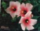 (876) Guam - Flowers Plumeria & Hibiscus - Guam