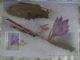 Delcampe - Greece 2005 Greek Flora Set Of 5 Maximum Cards - Maximum Cards & Covers