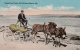 Peanutine Team, Old Orchard Beach, Me - Donkeys Pulling Wagon - Autres & Non Classés