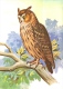 OWL BIRD ANIMAL DRAWING KEKESI LASZLO STAMP KESZTHELY FESTETICS PALACE OLYMPIAFILA OLYMPIC GAMES * Baglyok MFVH* Hungary - Birds