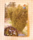 Juniper - SERBIA ´70 (Yugoslavia) / Genévrier,  Wacholder, Ginepro / Evergreen Shrub - Other & Unclassified