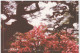 Delcampe - AKJP Japan Postcards Takamatsu - Ritsurin Garden  - Lotus Flowers - Cherry Blossom - Crane - Tea Ceremony House - Sammlungen & Sammellose