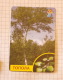 Poplar - Nature SERBIA ´70 (Yugoslavia) / Peuplier Pioppo Pappel álamo / Plants Tree - Other & Unclassified