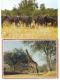 2 AK Set Rhodesia - Simbabwe - Herd Of Buffalo - Giraffe - Nice Stamps - Simbabwe