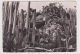 (RECTO / VERSO) MONACO EN 1953 - N° 103 - LE JARDIN EXOTIQUE - Jardin Exotique