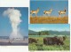 YELLOWSTONE NATIONAL PARK Old Faithful Bull Moose Pronghorn Anteope 3 Cards - Yellowstone