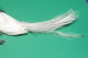 PLUME à CHAPEAU OISEAU COLIBRI Des Iles ROSE Sur Tige COIFFE  12 Cms - Hauben, Mützen, Hüte