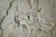 (NZ10-037  )   Archaeopteryx   Fossils  , Postal Stationery-Postsache F - Fossielen