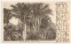 TRINIDAD - PORT Of SPAIN - Palm Trees, Botanic Garden St. Anns +++++++ To Nancy, France, 1905 +++++ - Trinidad