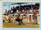 Alberta Canada Calgary Stampede ( Brahma Bull Riding ) Post Card Carte Postale - Calgary