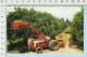 Florida (  Citrus Harvesting  ) Post Card Carte Postale 2 Scans - Cape Cod