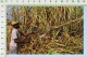 Antigua  ( Cane Cutting At Work In The  Fields  ) Post Card Carte Postale 2 Scans - Antigua Und Barbuda