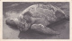 FERNANDO POO - 1953 - CARTE POSTALE MEDICALE (TORTUE) De SANTA ISABEL Pour BIARRITZ - Fernando Po