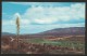 HESPERIA GOLF And COUNTRY CLUB From Observation Point Desert Yucca San Bernardino California - San Bernardino