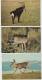 7 POSTCARDS:   DEER, BAMBI, ANTELOPE , RENDEER, ALPINE IBEX -  Animals/Dieren/Tiere/Animaux (3 Scans) - 5 - 99 Postkaarten
