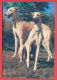 K68 / 1993 - ANIMALS Dog Chiens Hunde Cani Honden Perros  -  Calendar Calendrier Kalender - Bulgaria Bulgarie - Tamaño Pequeño : 1991-00