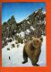 1 Cp L Ours Des Pyrenees - Ours