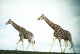 (NZ53-013  )  Giraffes ,   Postal Stationery-Ganzsache-Enti Er Postal - Giraffes