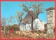 CARTOLINA VIAGGIATA ITALIA - ALBEROBELLO (BA) - Trulletto Campestre - 10 X 15 - ANNULLO ALBEROBELLO 1962 - Bari