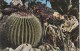 TZU284 Echinocactus Grusoni   Le Jardin Exotique De Monaco   2  Scans - Exotische Tuin