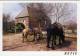 RETIE (Antw.) - Molen/moulin - Mooie Opname Van De Watermolen, Met Paarden (in 1998) - Retie