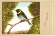 60 Cards SLUIS Advertising Bird Sead, Vogelzaad Grains Pour Oiseaux - Coloured Postcards - Other & Unclassified