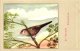 Delcampe - 60 Cards SLUIS Advertising Bird Sead, Vogelzaad Grains Pour Oiseaux - Coloured Postcards - Other & Unclassified