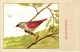 Delcampe - 60 Cards SLUIS Advertising Bird Sead, Vogelzaad Grains Pour Oiseaux - Coloured Postcards - Other & Unclassified